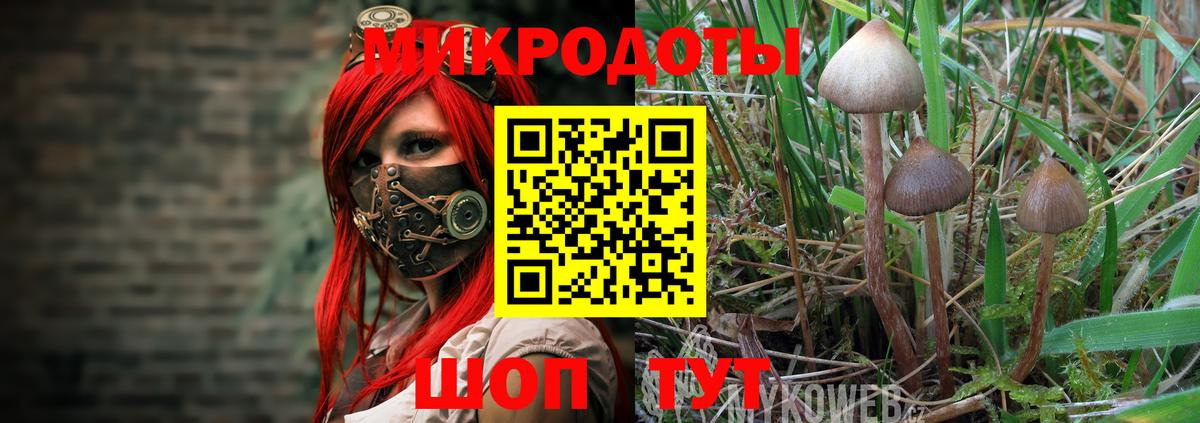 Псилоцибиновые грибы Cubensis Жуковский